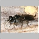 Passaloecus sp - Grabwespe 03 5mm.jpg